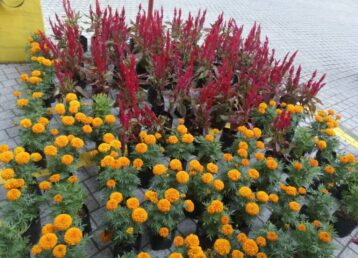 Fresh flower