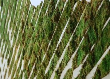 Moss wall1