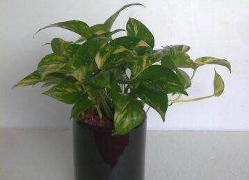 Tabletop _Money_Plant