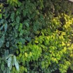 Greenwall pic 2