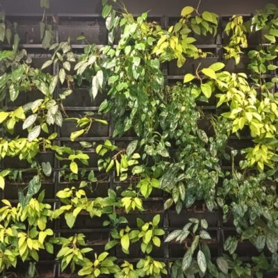 Greenwall pic b