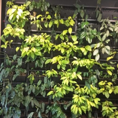Greenwall pic c