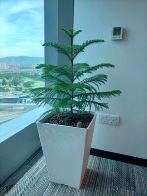 3-4' high Araucaria