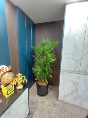 3-4' high Bamboo palm