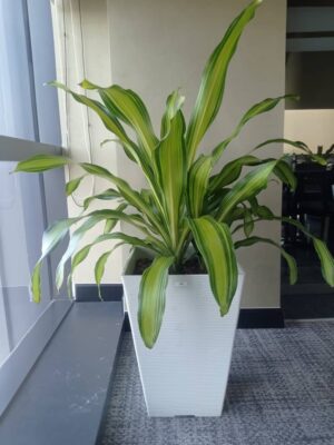 3-4' high Draceana fragrans