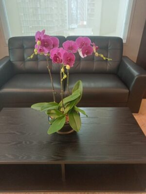 3 stalks of orchid