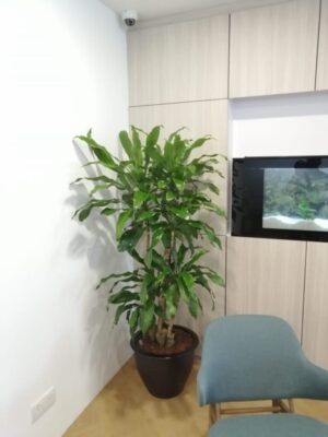4-5' high Draceana Fragrans