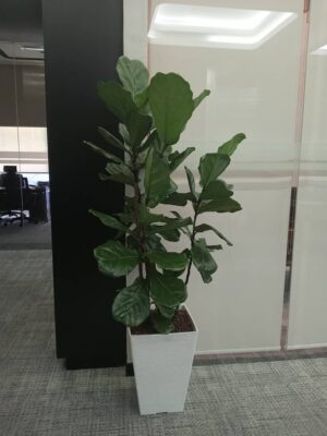 4-5' high Ficus Lyrata