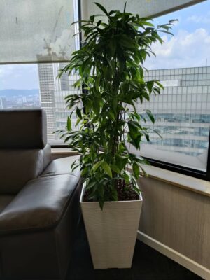4-5' high Japanese Bamboo