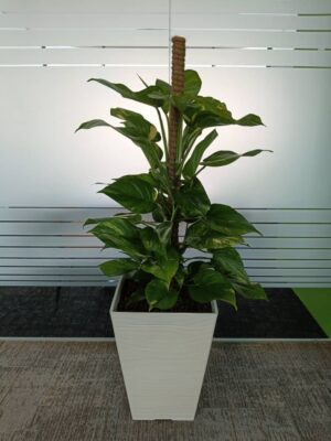 4-5' high Money plant