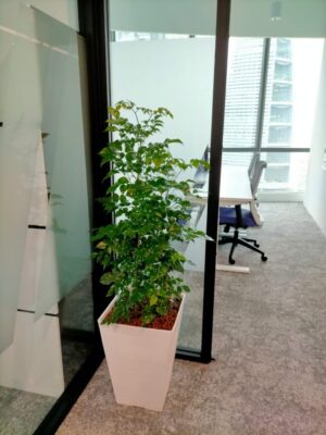 4-5' high Radamachera