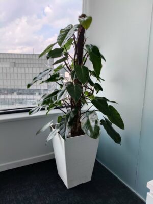 4-5' high Red Emerald