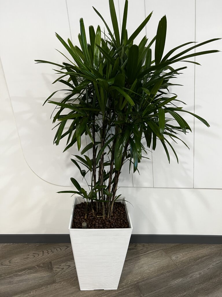 List of Plants