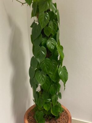 4-5' high Scanden
