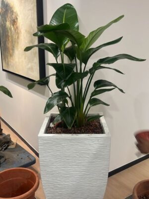 4-5' high Strelitzia Nicolai inclusive fiberglass pot