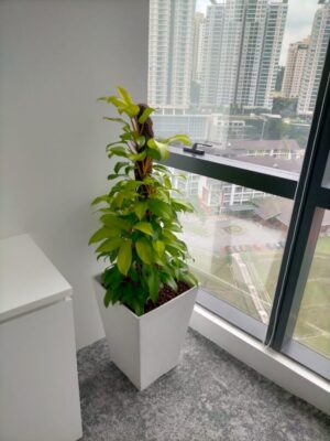 4-5' high Yellow Pubersen