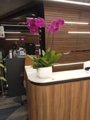 4 stalks of red colour orchid