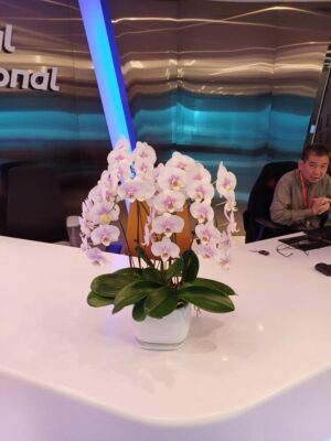 4 stalks of white pink colour orchid