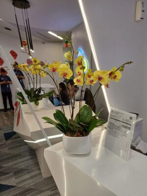 4 stalks of yellow colour orchid