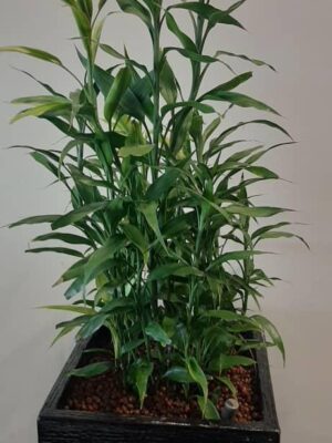 Buddha bamboo 4-5' high