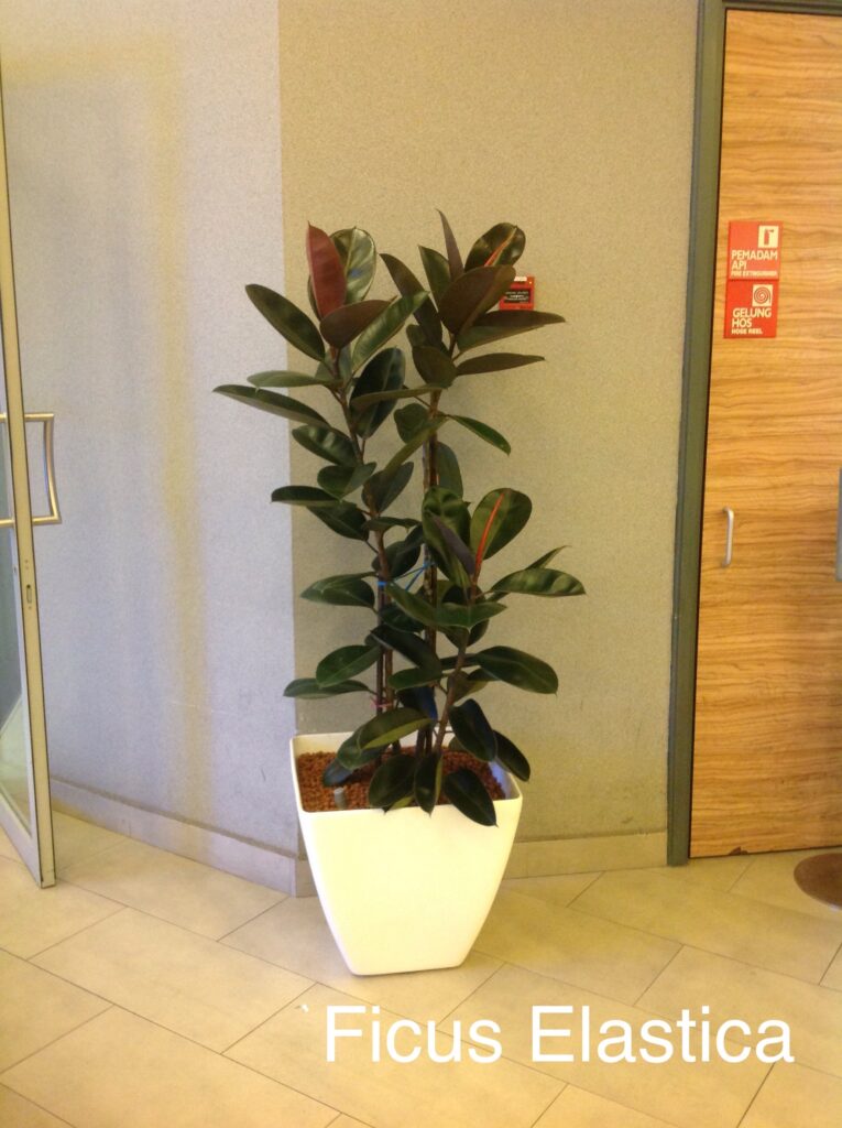 List of Plants