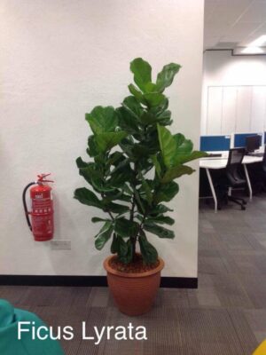 Ficus Lyrata 4-5'