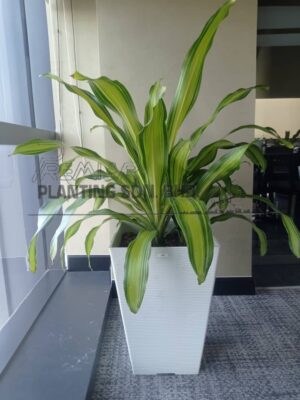 3-4-high-Draceana-fragrans
