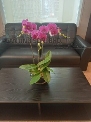 3-stalks-of-orchid