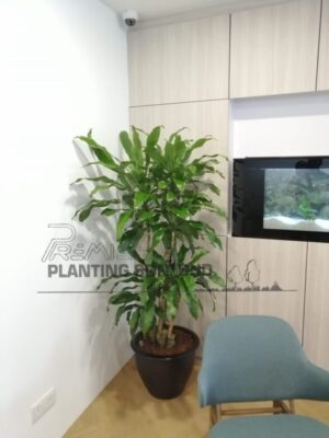 4-5-high-Draceana-Fragrans