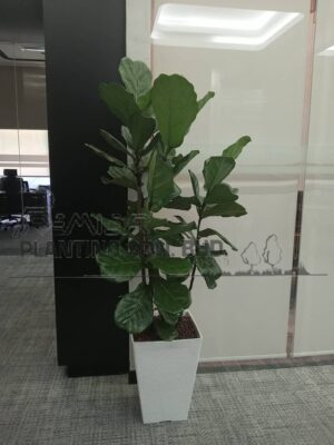 4-5-high-Ficus-Lyrata