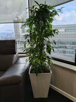 4-5-high-Japanese-Bamboo