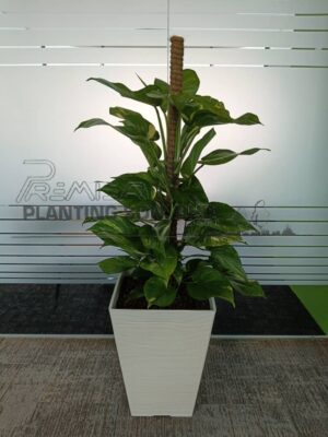 4-5-high-Money-plant
