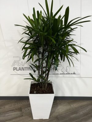 4-5-high-Rhapis-Excelsa-scaled