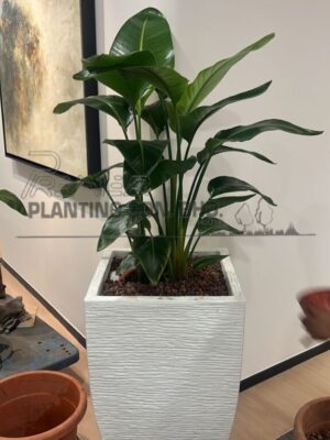 4-5-high-Strelitzia-Nicolai-inclusive-fiberglass-pot