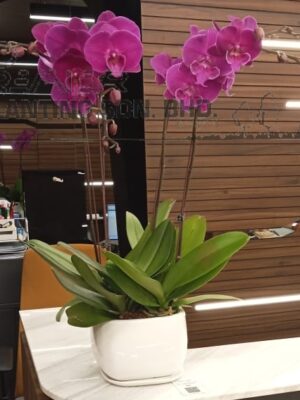 4-stalks-of-red-colour-orchid
