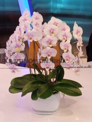 4-stalks-of-white-pink-colour-orchid