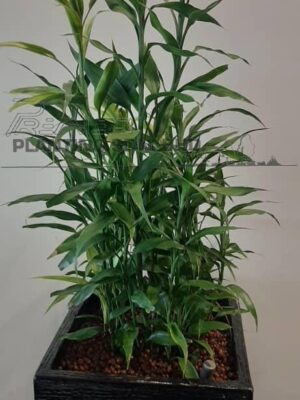 Buddha-bamboo-4-5-high