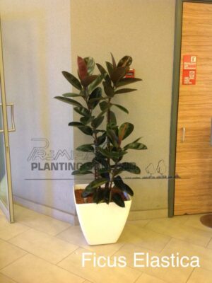 Ficus-Elastica-4-5-high-scaled
