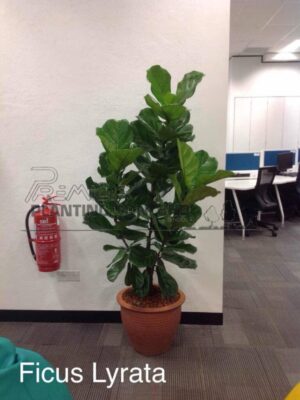 Ficus-Lyrata-4-5