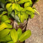 Landscape Job-Planter Box 5