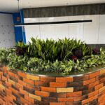 Indoor Plants