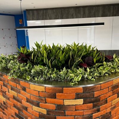 Indoor Plants