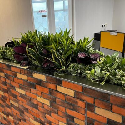 Indoor Plants 2