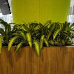 Indoor Plants 4