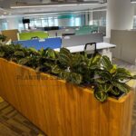 Indoor Plants 5