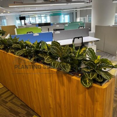 Indoor Plants 5