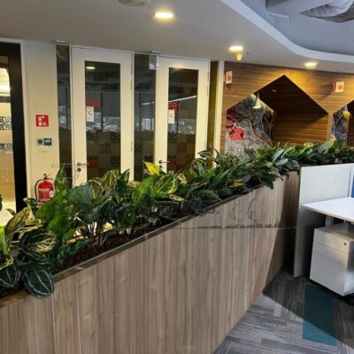 Indoor Plants 6