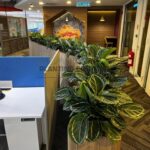 Indoor Plants 7