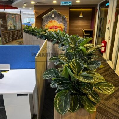 Indoor Plants 7