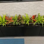 Indoor Plants 8